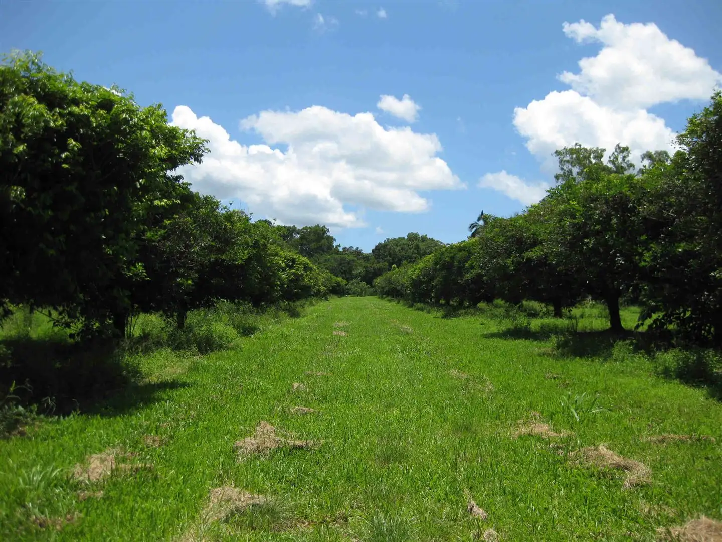 Main view of Homely rural property listing, 548 Murray Upper Road, Murray Upper QLD 4854