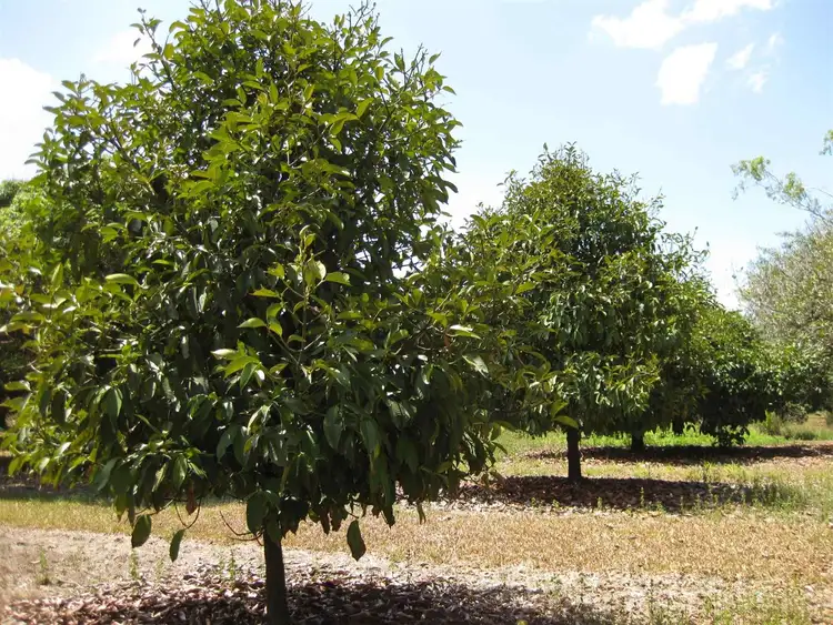 Fifth view of Homely rural property listing, 548 Murray Upper Road, Murray Upper QLD 4854