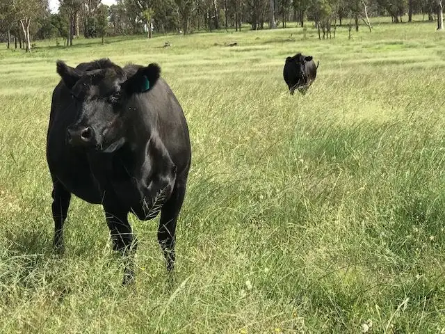 Third view of Homely rural property listing, Sunnyside/79 Nine Mile Road, Dundee NSW 2370