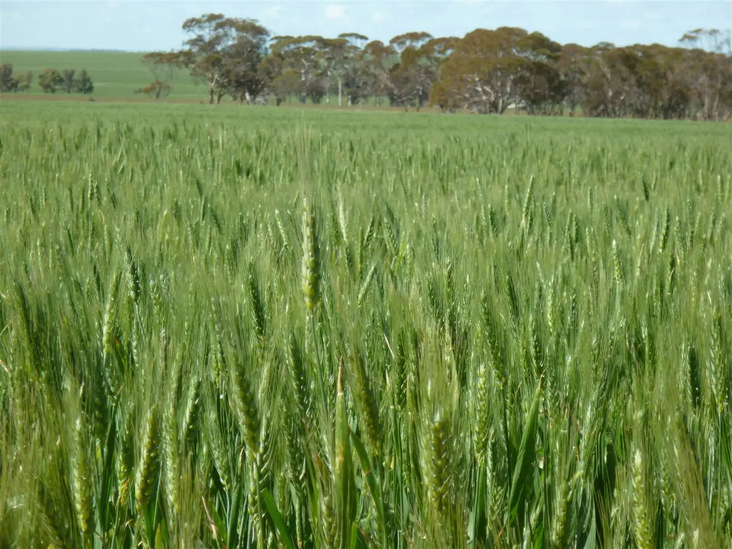 Main view of Homely rural property listing, . 'Avalon', Wyalkatchem WA 6485