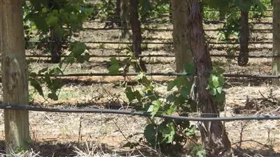 Fourth view of Homely rural property listing, 326 Hardwick Road, Glossop SA 5344