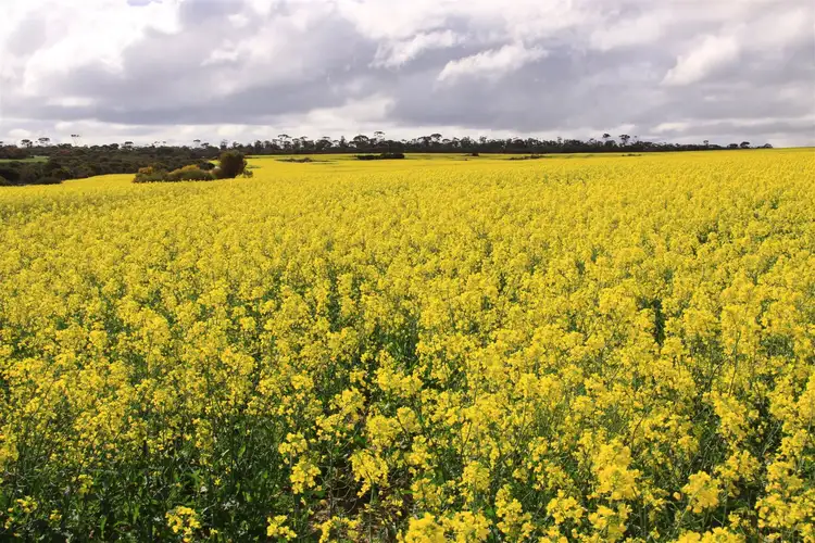Fifth view of Homely rural property listing, 979 KUNUNOPPIN - MUKINBUDIN RD, Kununoppin WA 6489