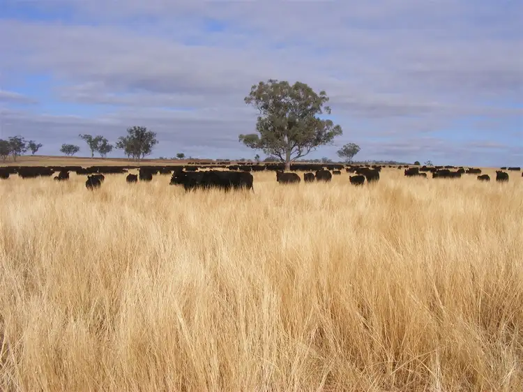 Seventh view of Homely rural property listing, . 'McEvers Park', 330 Bellings Rd, Goolhi via, Gunnedah NSW 2380