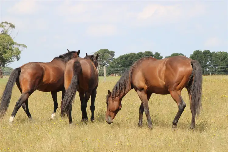 Third view of Homely rural property listing, 670 Old Melbourne Road, Ballan VIC 3342