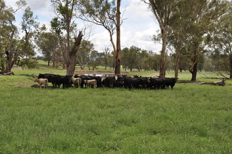 Fourth view of Homely rural property listing, . 'Lucella', Lindsays Gap Rd, Nundle NSW 2340