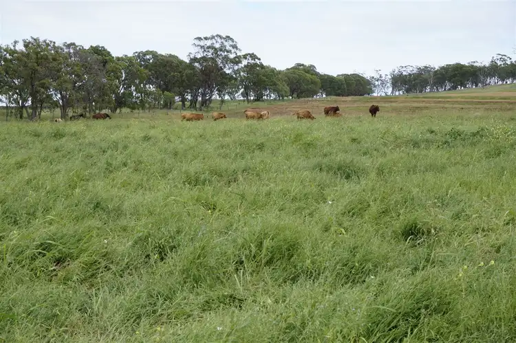 Seventh view of Homely rural property listing, Lot 2 Jonel Park Road, Allora QLD 4362