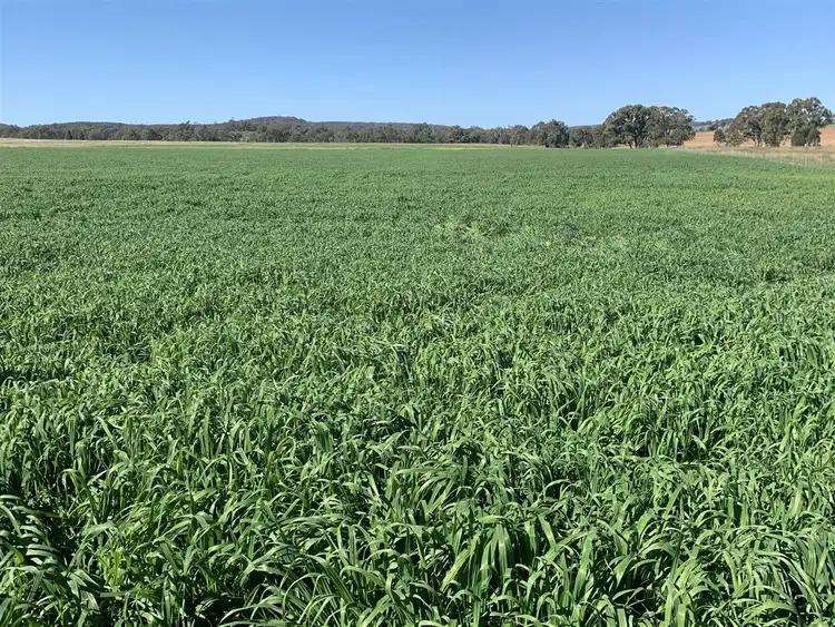 Third view of Homely rural property listing, The Ranch 150 Walker Road, Mendooran NSW 2842