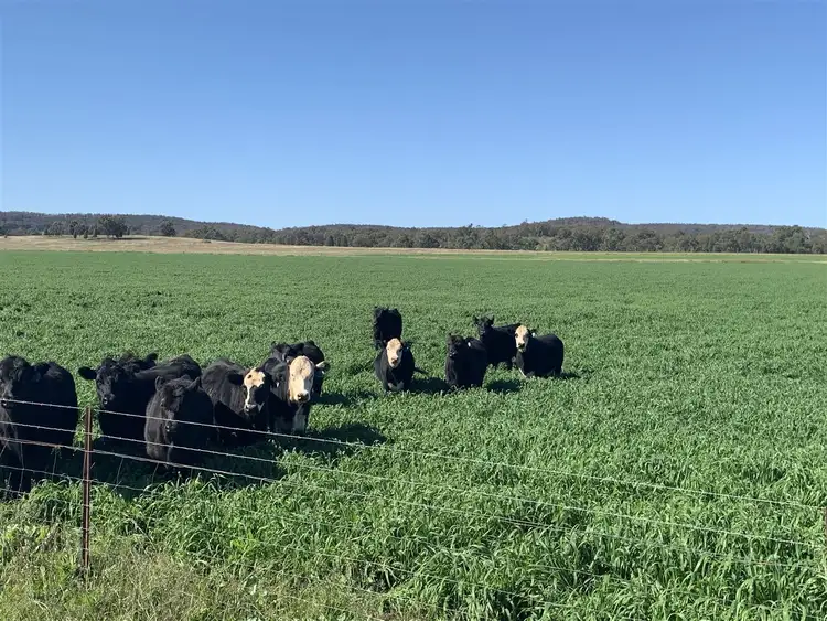 Fourth view of Homely rural property listing, The Ranch 150 Walker Road, Mendooran NSW 2842