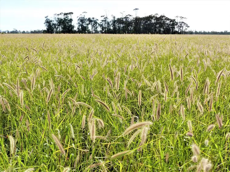 Second view of Homely rural property listing, . "Spring Grove", Roma QLD 4455