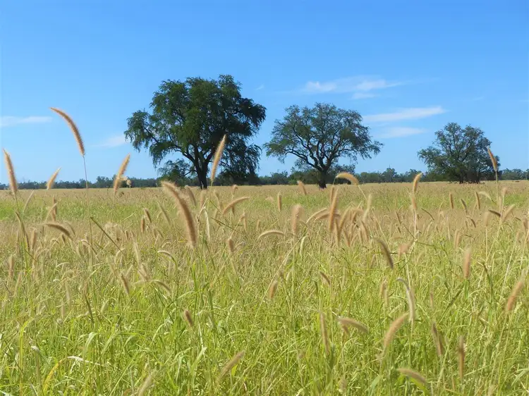 Third view of Homely rural property listing, . "Spring Grove", Roma QLD 4455