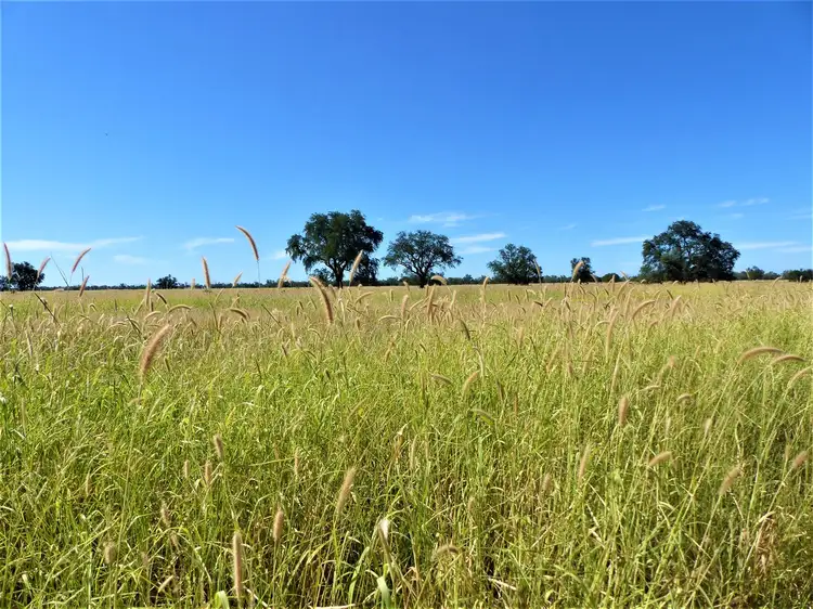 Fourth view of Homely rural property listing, . "Spring Grove", Roma QLD 4455
