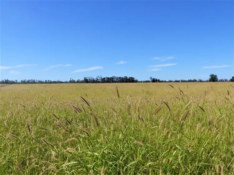 Fifth view of Homely rural property listing, . "Spring Grove", Roma QLD 4455