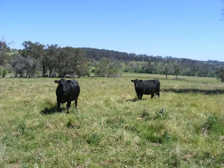 Fourth view of Homely rural property listing, Fletchers'/. Mt Mitchell Road, Glencoe NSW 2365