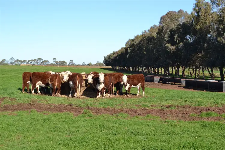 Main view of Homely rural property listing, 306 McKenzie Road, Wandella VIC 3579