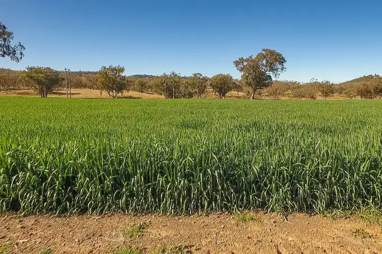 Third view of Homely rural property listing, "Pepper Trees" Oakhampton Road, Barraba NSW 2347