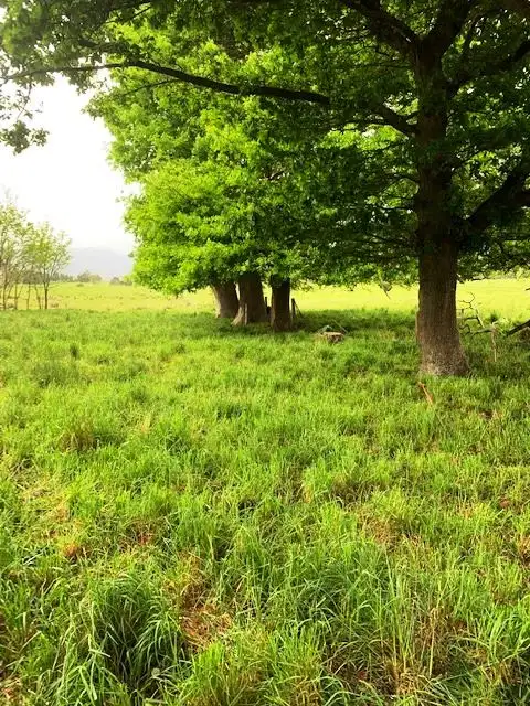 Main view of Homely land listing, PID6806953 Tasman Highway, Pyengana TAS 7216