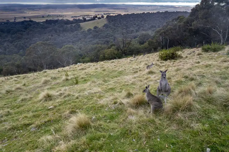 Second view of Homely rural property listing, Lot 1, 545 Browns Road, Goulburn NSW 2580