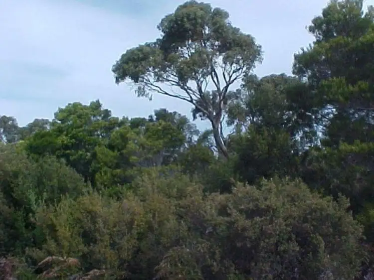 Second view of Homely land listing, 41226/1 Pot Boil Road, Lady Barron TAS 7255