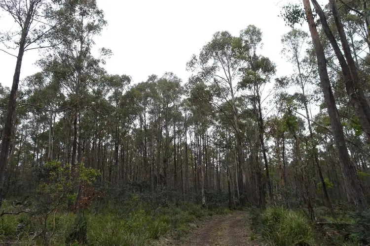 Fifth view of Homely rural property listing, 365 Long Marsh Road, Lake Leake TAS 7210