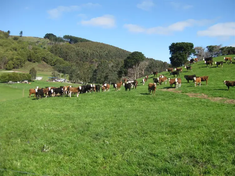 Main view of Homely rural property listing, 611 Irishtown Road, Irishtown TAS 7330