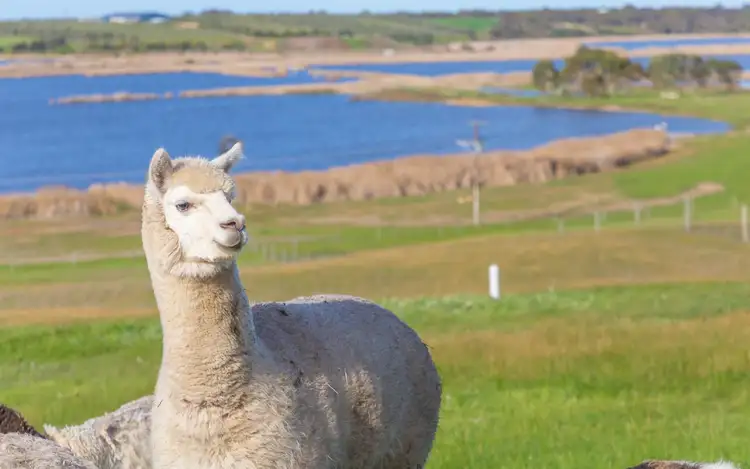 Sixth view of Homely house listing, 275 Sorrells Road, Finniss SA 5255