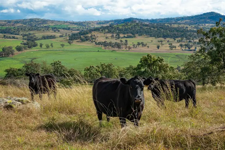 Second view of Homely rural property listing, 2624 Ridgelands Rd, 'Shannandore', Scone NSW 2337