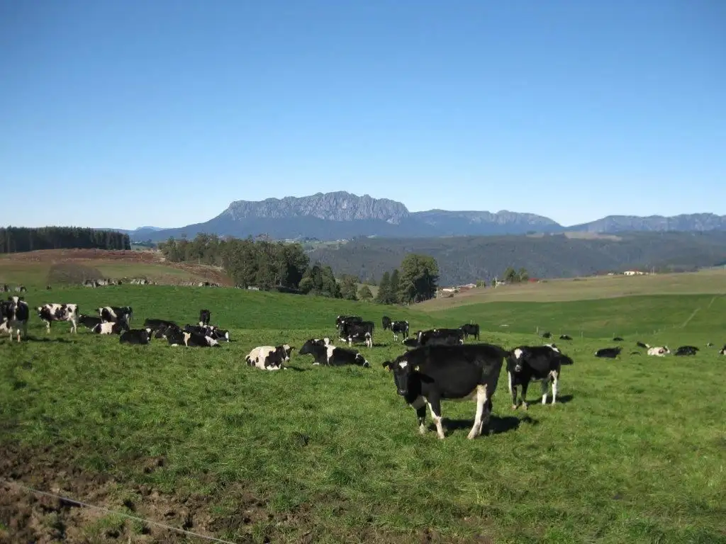 Main view of Homely rural property listing, 2427 Wilmot Road, Wilmot TAS 7310