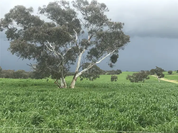 Fourth view of Homely rural property listing, 530 Ova Flow Road, Keith SA 5267