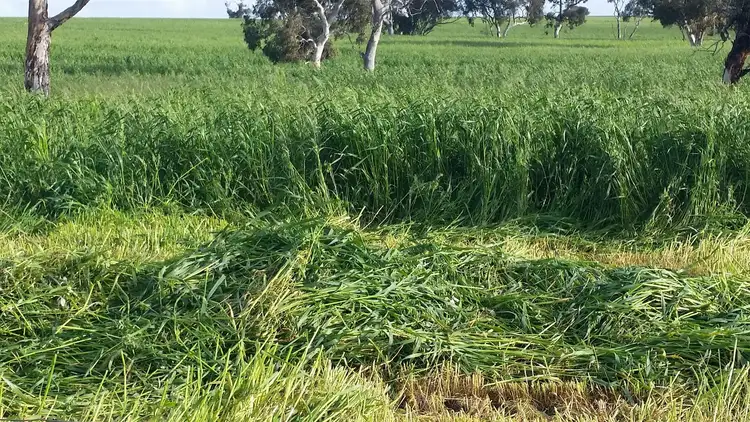 Sixth view of Homely rural property listing, 530 Ova Flow Road, Keith SA 5267