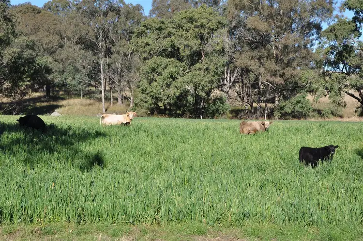 Third view of Homely rural property listing, . 'Hillview', Cnr Timor Rd & Haydons Woolshed Rd, Murrurundi NSW 2338