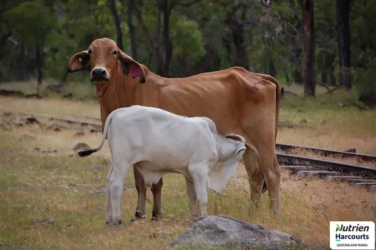 Second view of Homely rural property listing, 0 Springfield Station, Mount Surprise QLD 4871