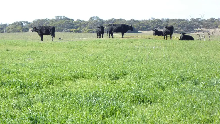 Second view of Homely rural property listing, 1274 Tauragat Well Road, Coonalpyn SA 5265