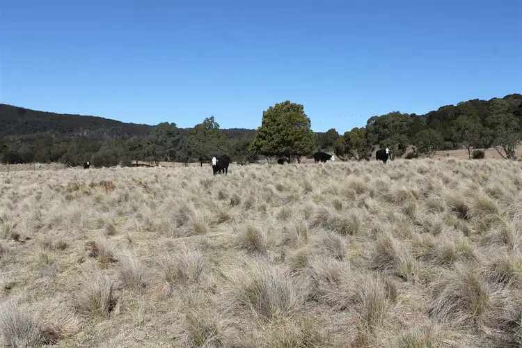 Fourth view of Homely rural property listing, 553 Hereford Hall Road, Braidwood NSW 2622