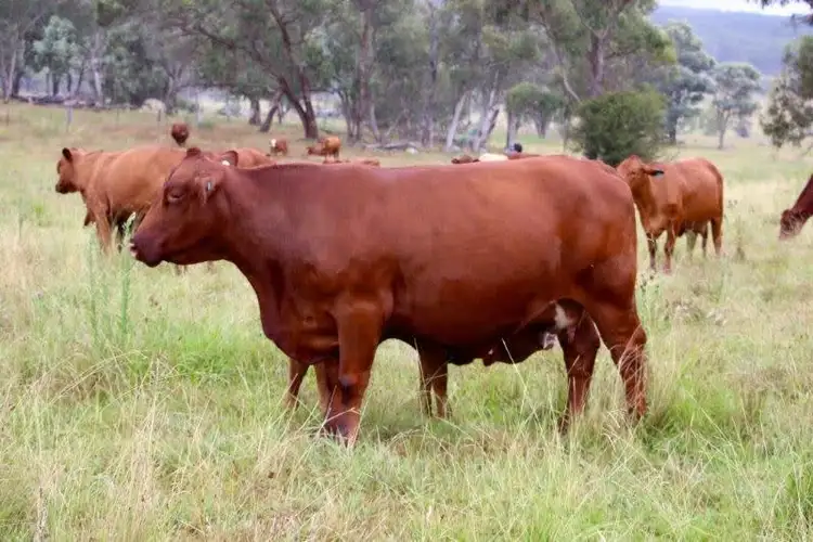 Seventh view of Homely rural property listing, 1956 Glen Legh Road, Glen Innes NSW 2370