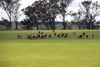 Third view of Homely rural property listing, 4127 Sunraysia Highway, Lexton VIC 3352