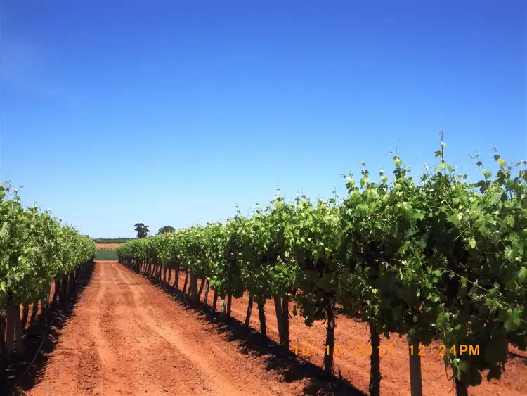 Second view of Homely rural property listing, 34 Cant Road, Barmera SA 5345