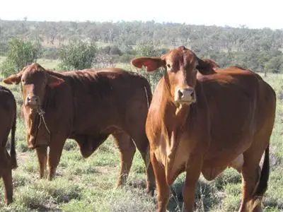 Fifth view of Homely rural property listing, " Crystal Plains", Springsure QLD 4722