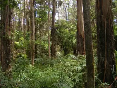 Fourth view of Homely land listing, 735 Pegarah Road, Naracoopa TAS 7256