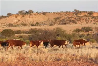 Main view of Homely rural property listing, . Wintinna Station, Marla SA 5724