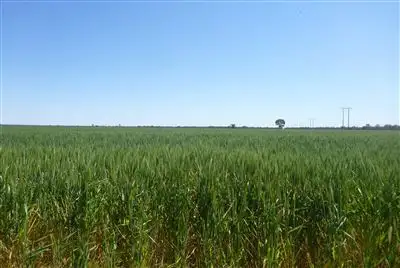 Main view of Homely rural property listing, " Gundaur", Nyngan NSW 2825