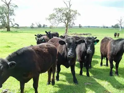 Fifth view of Homely rural property listing, 000 Harman's Road, Gazette VIC 3289