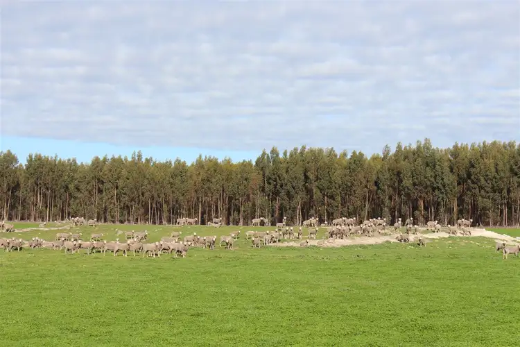 Fourth view of Homely rural property listing, 451 Yungup Road, Napier WA 6330