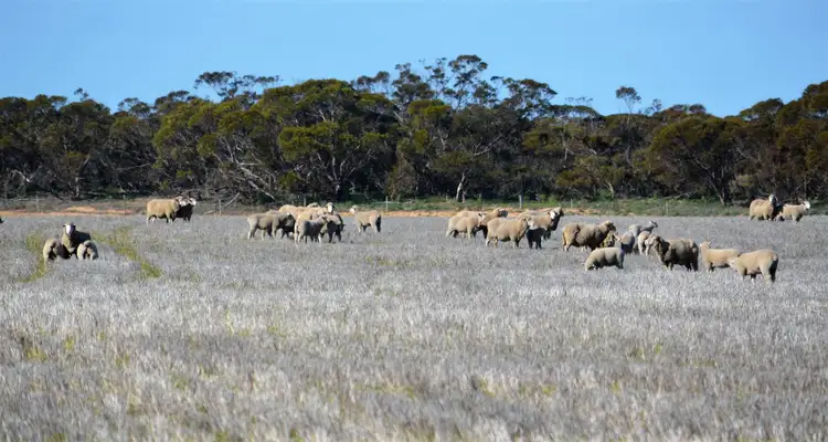 Main view of Homely rural property listing, 7716 Mallee Highway, Parrakie SA 5301