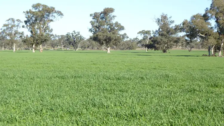 Second view of Homely rural property listing, 3373 Naracoorte Road, Bordertown SA 5268