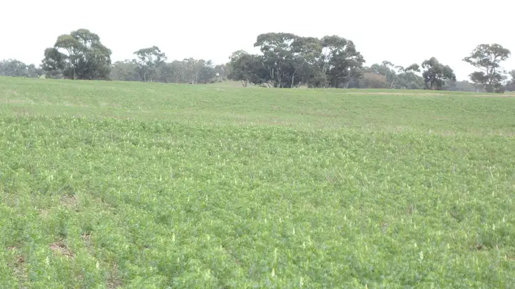 Third view of Homely rural property listing, 3373 Naracoorte Road, Bordertown SA 5268