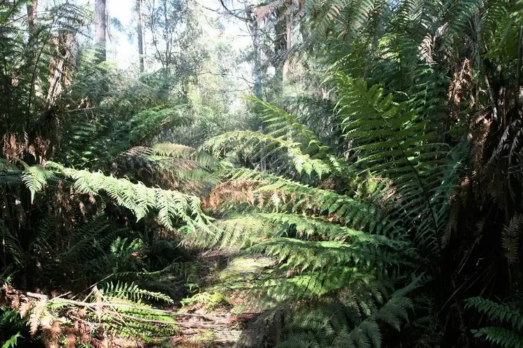 Seventh view of Homely land listing, PID 2794051 Poimena Road, Lottah TAS 7216