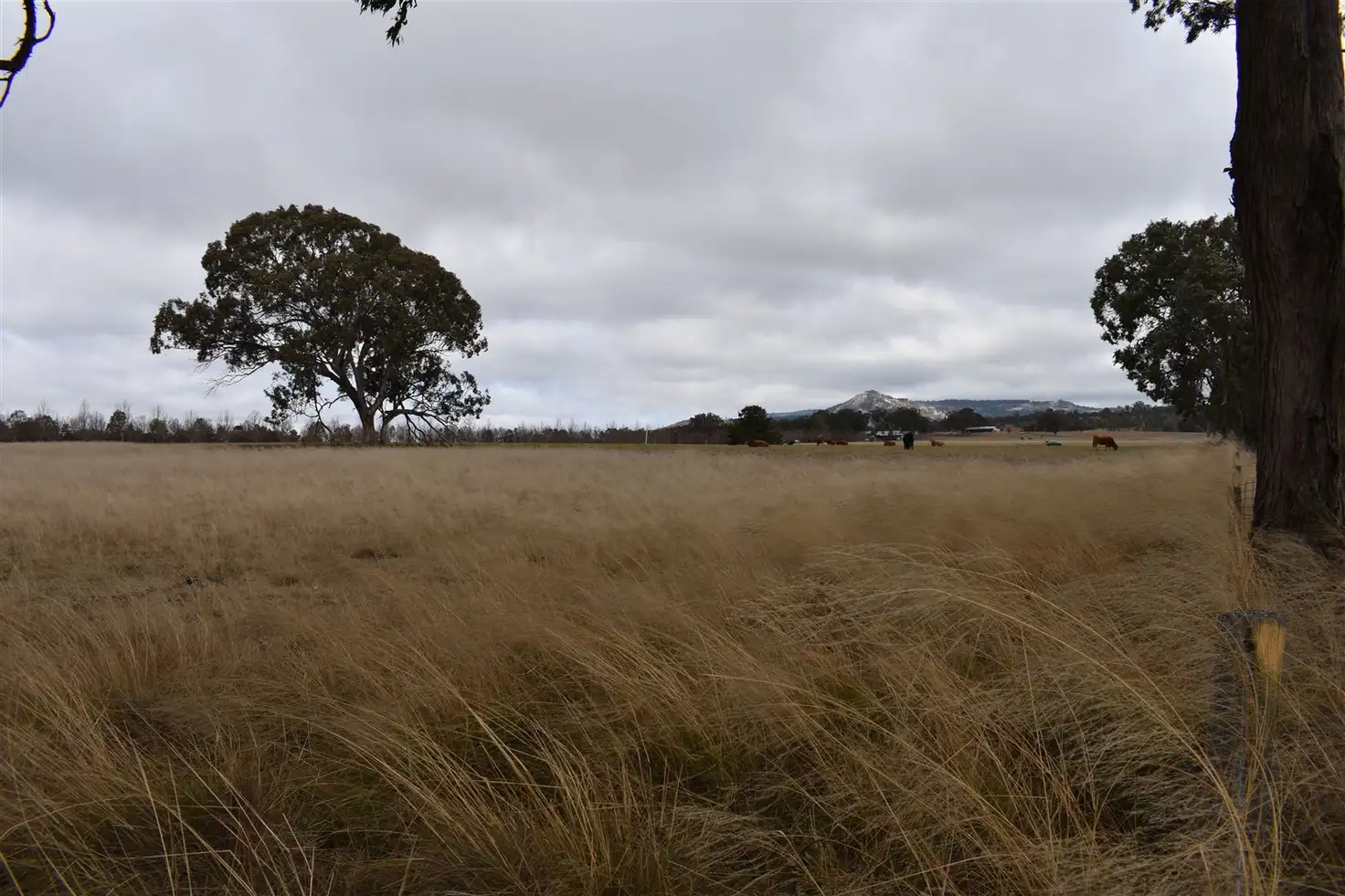 Main view of Homely rural property listing, 89 Haddocks Road, Tenterfield NSW 2372