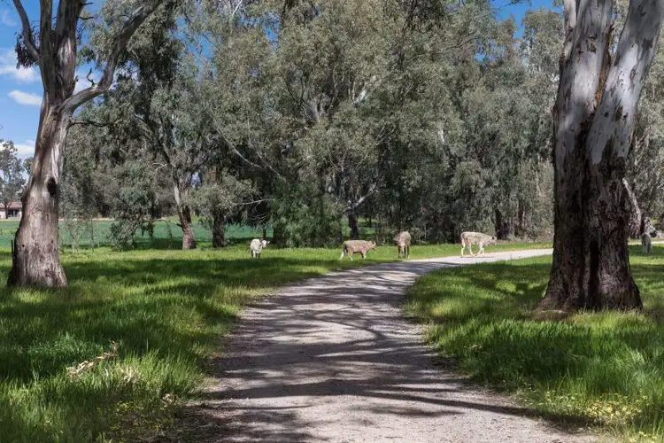 Sixth view of Homely rural property listing, 2180 Scobie Rd, Yambuna VIC 3621