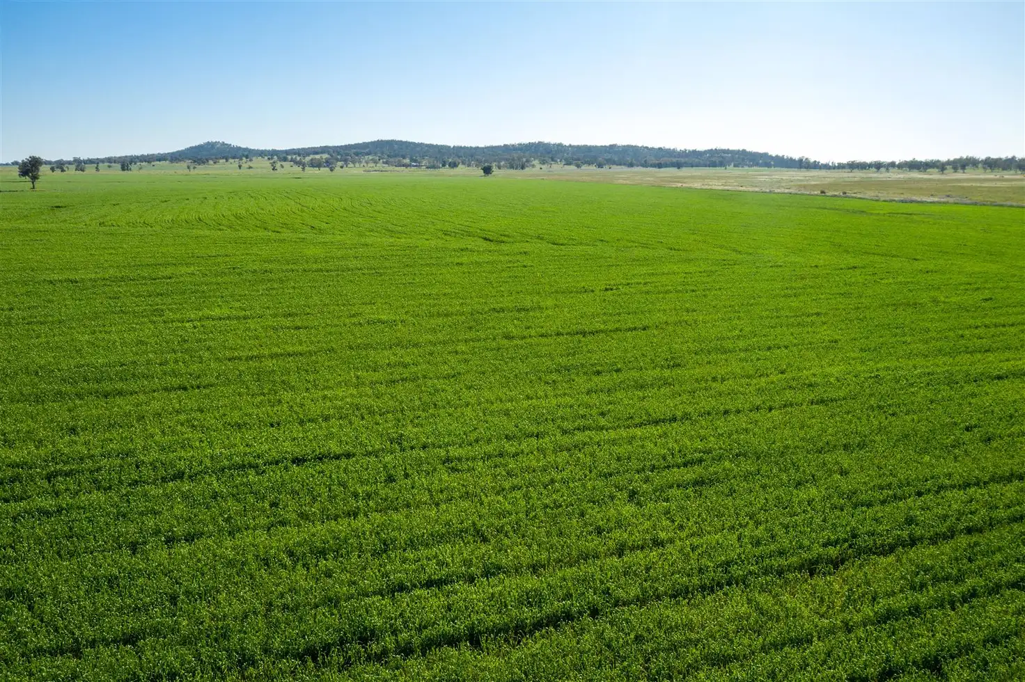 Main view of Homely rural property listing, "Strathnoon"  & "Bodels", West Wyalong NSW 2671