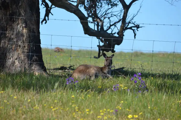 Fifth view of Homely rural property listing, Lot 1 Range Road, Rockleigh SA 5254